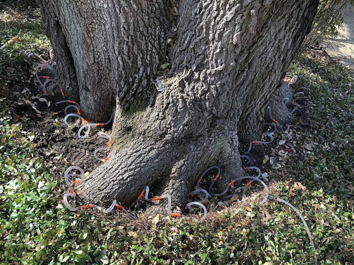 Detailed Tree Cabling and Bracing job site in Belk