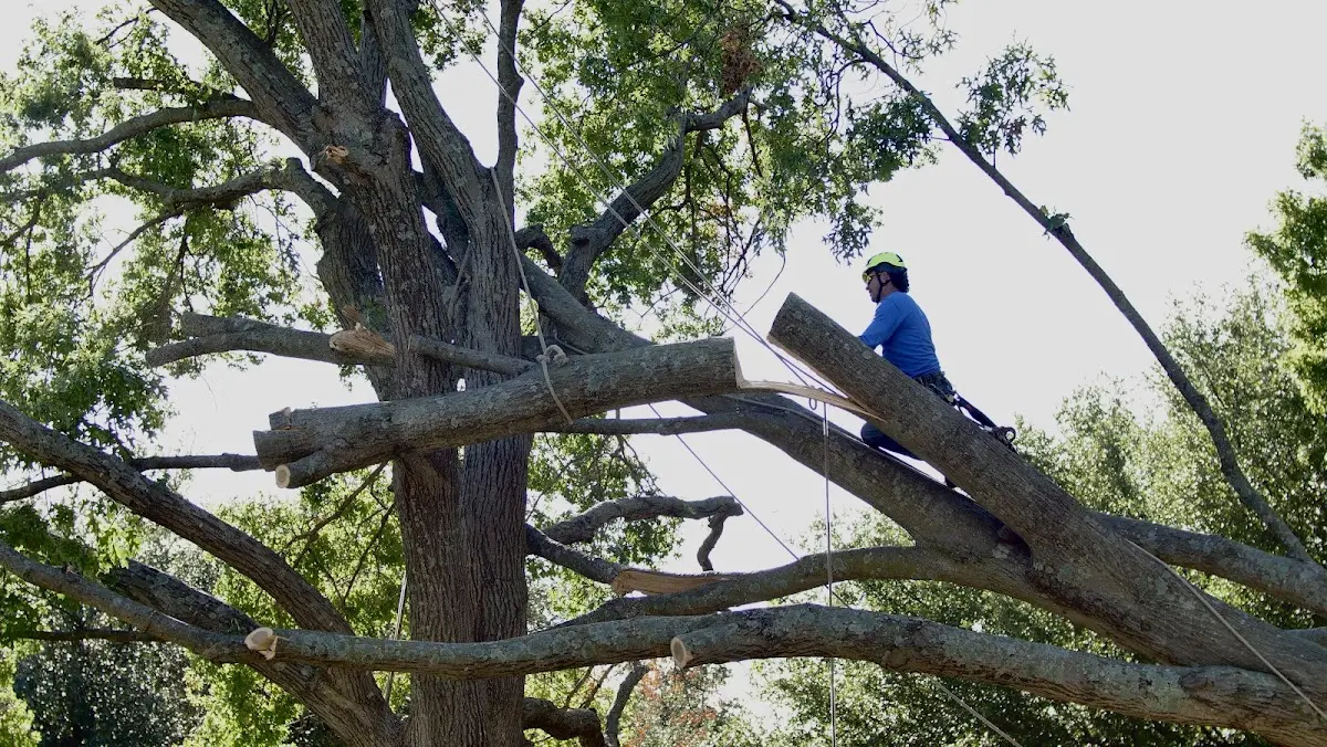Professional Crown Thinning performed by certified arborists in Belk
